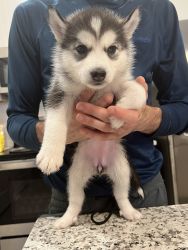 Alusky Pups For Sale
