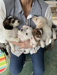 Adorable puppies for sale