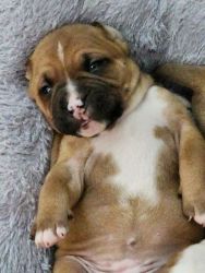 9 Pitbull/boxer pups will be available in a few weeks