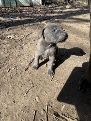 Blue and black bully pits