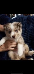 little baby Pomsky needs a new home, affectionate, tender and above al