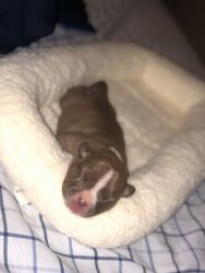 Newborn Puppy (Full Red Nose Pit)