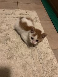 Cute orange and white kitten available