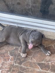 Pitbull blue nose puppy’s for sale