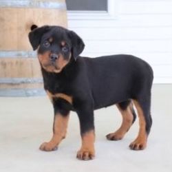 Black and white Rottweilers