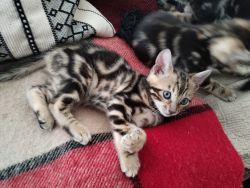 Beautiful Kittens!