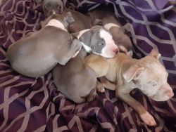 PUPPIES FOR SALE