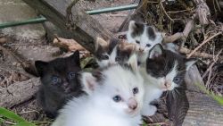 Sweet Kittens