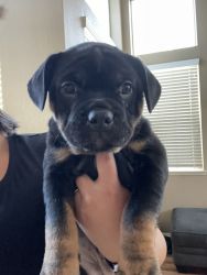 Rottweiler(mom) /frenchi (puppies) for sale