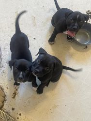 Pitbull puppies 3 black males looking for their forever home i
