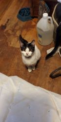 Cat up for rehoming