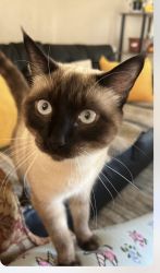 A very beautiful male Siamese cat, one year and three months old. He c