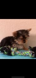 Very loveable parti Yorkie teacup