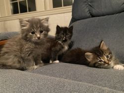 3 Precious Playful Kittens Available to Loving Home