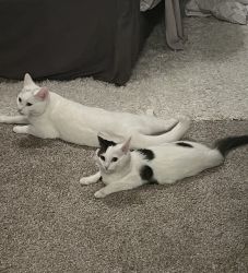 2 female cats