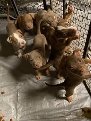 XXL BULLY/RED NOSE PITT PUPPIES FOR SALE