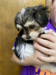 Morkies for sale