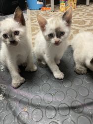 Kittens for rehoming