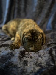 AKC Old English Mastiff Puppies for Sale