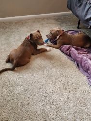 Selling my blue and red nose puppies. In a small apartment