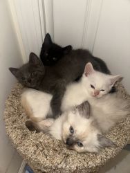 5 Kittens up for adoption