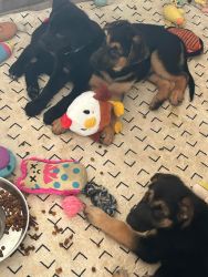 Puppies for sale by owner