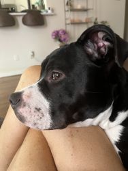 10 month old pitbull friendly with children