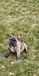 Frenchie/American Bully