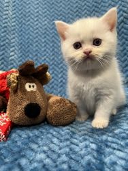 Cute Little Male & Female Napoleon Kittens For Sale