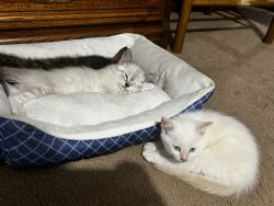Kittens looking for forever home