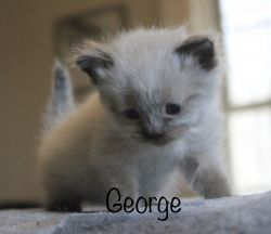 Tica Registered Nonstandard Minuet Kitten *George*