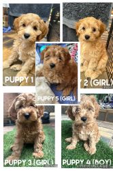 5 Adorable F1B Cavoodle Puppies For Sale Ready to go