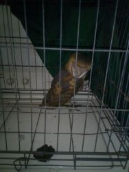 Trying to sale a owl that I found in da street