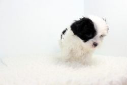 Toy Malshi pups for adoption
