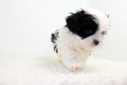 Affordable Malshi pups for adoption