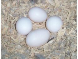 freshly laid and fertile parrot egg species