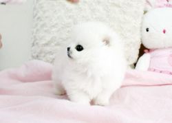 Lovely Little Pomeranian Pups