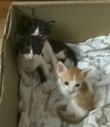3 kittens available