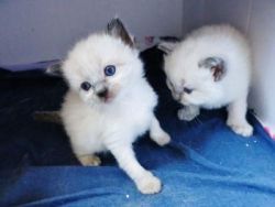 Akin Purebred Blue And Seal Point Ragdoll Kittens
