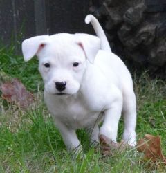 Male And Female Dogo Argentino Pups(xxx) xxx-xxx0