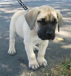Adorable Fawn Mastiff Puppies For Sale