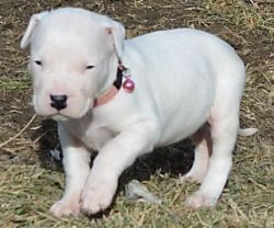 Top Home Raised Dogo Argentino Puppies For Sale.