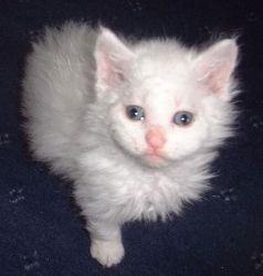 Home trained Arctic Curl kittens