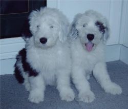 KC registered Bobtail puppies for sale