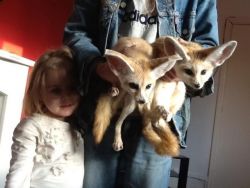 Twin Fennec Foxes for sale