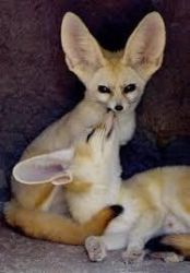 lucky fennec fox for sale