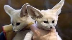 cute fennec foxes ready