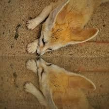 males and females fennec foxes