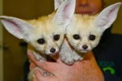 fennec fox babies ready