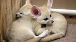 adorable fennec foxes